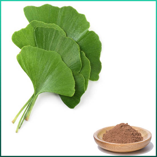 Estratto di ginkgo biloba